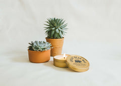 Succulent